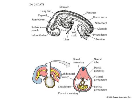 developmental biology
