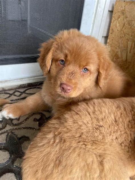 Buy Canadian Golden Retriever Puppies for Sale in NCR, India