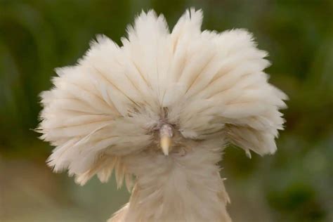 Fluffy Headed Chicken Breeds