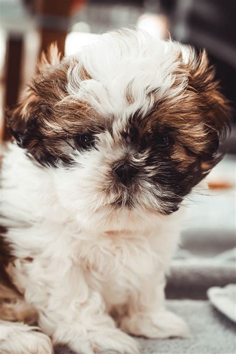 Shih Tzu Dog Animal - Free photo on Pixabay - Pixabay