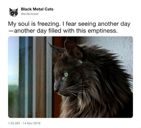 Twitter Account Pairs Cat Pics With Metal Lyrics, And It’s Brilliant