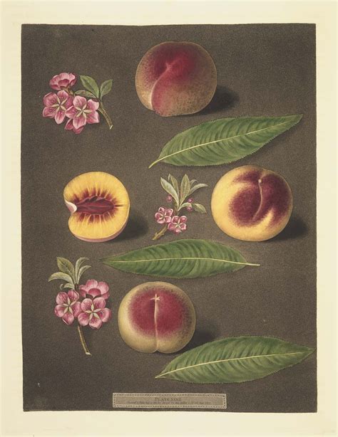 When he first saw. Alice! | Peach, George, Botanical illustration