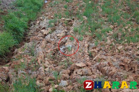 Сурет - kz »Жұмбақтар жауабымен