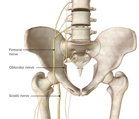 hip joint anatomy concise medical knowledge