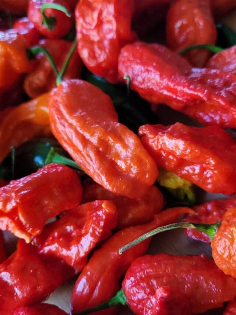 Most Spicy Chilli In India - Agriculture Review