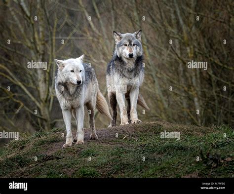Alpha male (right) and female grey (gray) wolf (Canis lupus), aka the ...