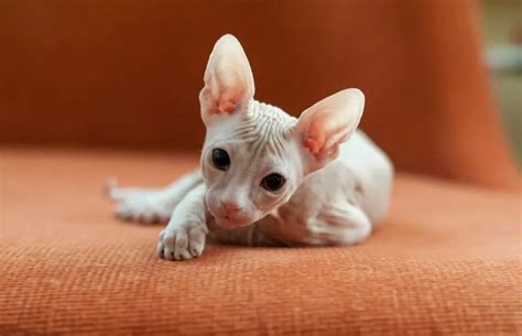 Ugly Cat Breeds You Need in Your World: Fugly is Fantastic! - PD Insurance