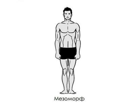 Мезоморфов: Мезоморф — питание и тренировки. Как определить и в чем ...