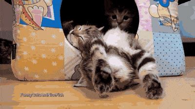 Kitties GIF - Find & Share on GIPHY