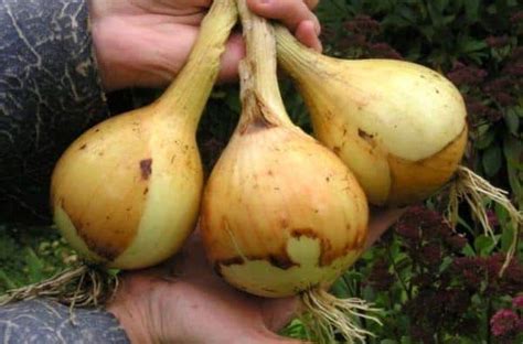 Посадка лука под зиму - сроки посадки, сорта, как правильно