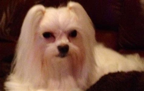 Joy - Contest Entry #43629 - Modern Dog Magazine