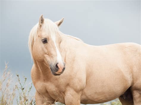 palomino  quarter horse exploring breed traits origins