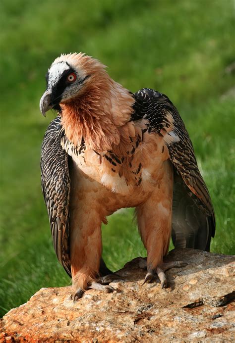 Reintroduction of Bearded Vultures in Europe — Reverse the Red