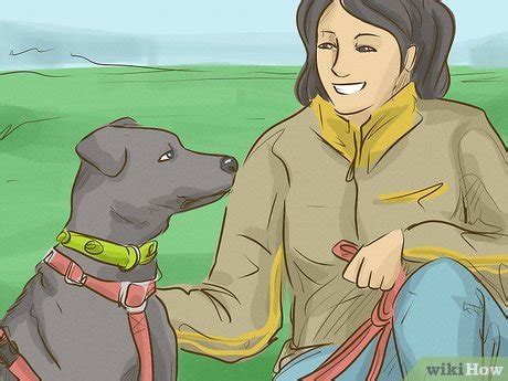 Pawsitive Paths: 5 Steps To Turning Your Passion Into A Rewarding Career As A Veterinarian