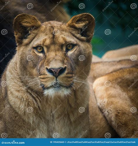 Berber Lion Portrait in Nature Park Stock Image - Image of carnivore ...