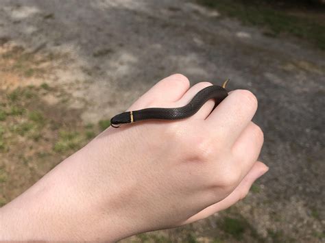 a little friend has been found! [ring-necked snake] : r/snakes