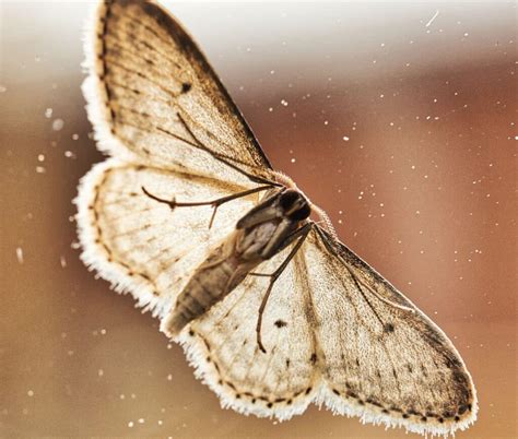 5 Ways to Eliminate Wax Moths in a Beehive - Beekeeping 101