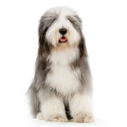 Old English Sheepdog Grooming in Barrie, Ontario | Doogans Pet Centre