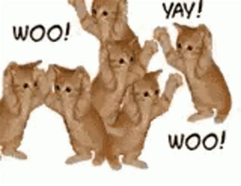 Yay Cat GIFs | Tenor
