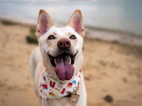 My friend's dog Fokfok : r/dogpictures