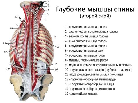 Мышцы спины - презентация онлайн