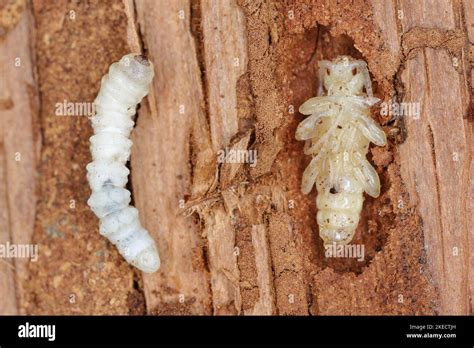 Larva and pupae of the beetle from family Cerambycidae (longhorn ...