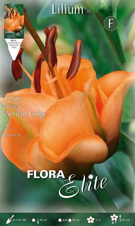 Lilie Apricot Fudge (2 Stück) | Lilienzwiebeln von Flora Elite ...