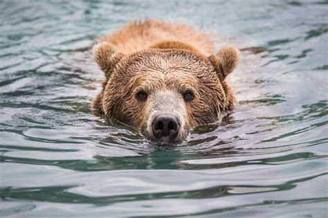 Grizzly Bear swimming on water HD wallpaper | Wallpaper Flare