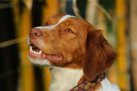 11 Brittany Spaniel Breeders In U.S.: Quality Comes First