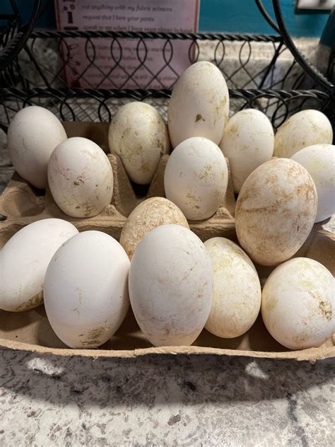 6+ Purebred Embden Geese Hatching Eggs NPIP/AI Clean – Horsethief ...