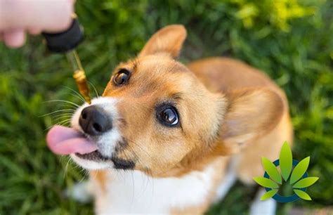 Happy Fourth of July as Vets Advise Pet Owners to Use Hemp CBD to Help ...