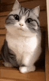 комару комуги GIF - Комару Комуги Кот - Discover & Share GIFs