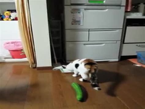 Cat Gets Scared by a Surprise Cucumber (VIDEO) - Izismile.com