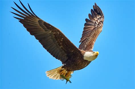 Eagles - Student Research Paper
