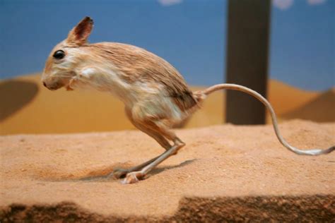 Kangaroo Rat – Facts, Size, Habitat, and Pictures