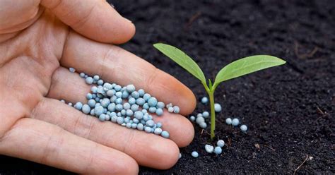 Soil acidification from use of too much fertilizer - Cherrubics
