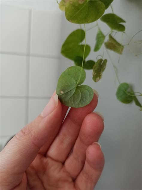 is this black bryony? : r/PlantIdentification