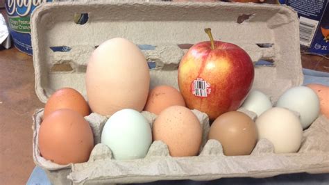 Chicken in Echo Bay, Ont. lays massive 180 gram egg - Sudbury - CBC News