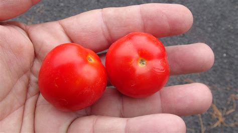 FREE Red Saladette Tomato | hrseeds