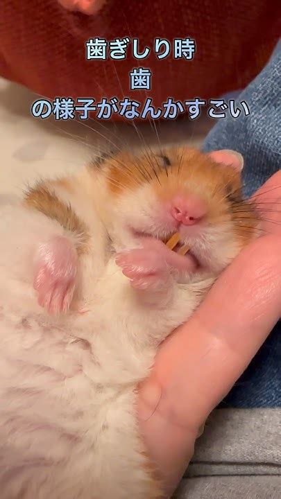 ハムスターの歯ってこんなに動くんだとわかった動画 #ハムスター #ゴールデンハムスター #はむおっちゃんねる - YouTube