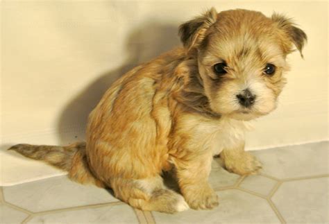 Shih Tzu Maltese Mix Puppies