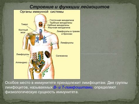 Иммунитет (Immunitas) - презентация онлайн