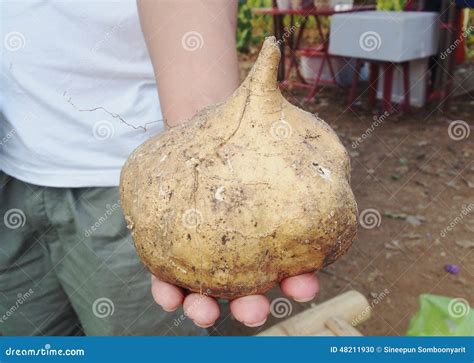 Jicama Tree Fruit - Taka Vegetable