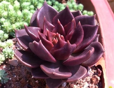 top  loai sen da dep duoc ua chuong  viet nam