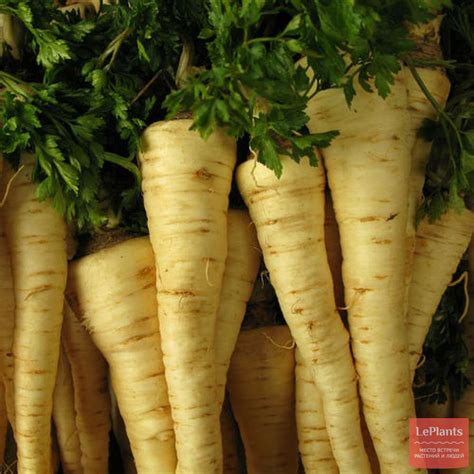 Петрушка кудрявая (Petroselinum crispum) — описание, выращивание, фото ...
