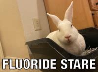 Fluoride Stare: Image Gallery (List View) | Know Your Meme