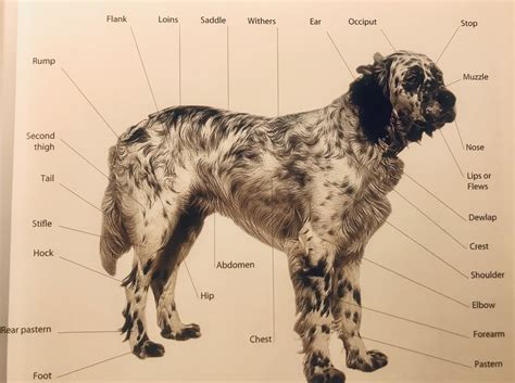 Wykres: External anatomy of a dog | Quizlet