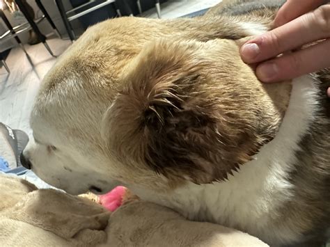 Beagle Ear Infection - vet stumped | Dog Forum