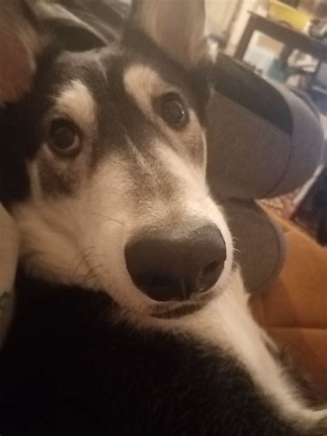 Need Help. Husky/GSD Mix? | German Shepherds Forum