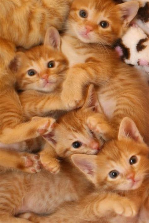 Cute puppies and kittens, Cats, Orange kittens